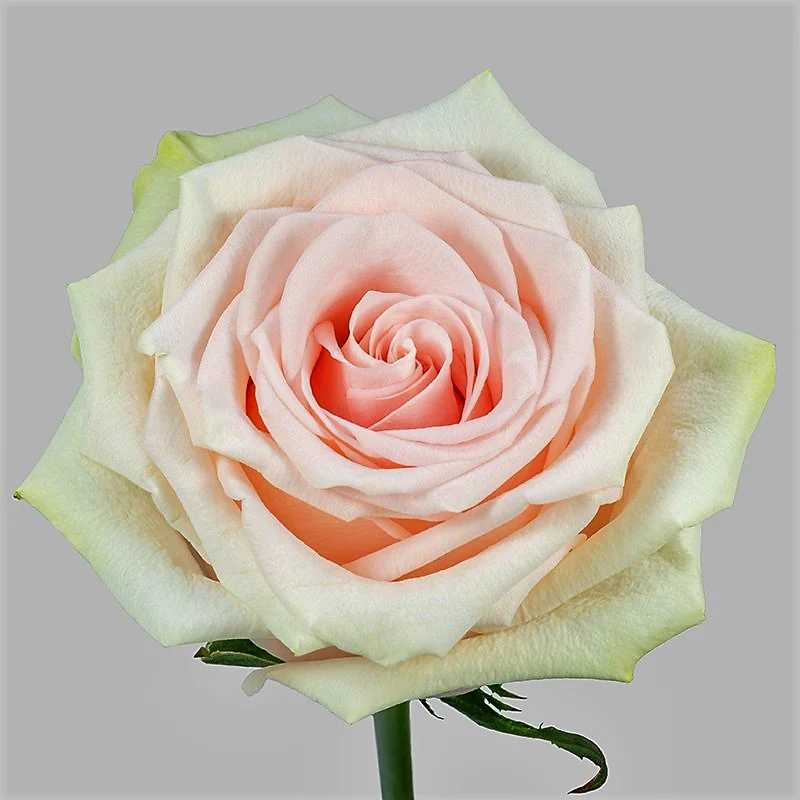 Roses 60cm Blush Salma