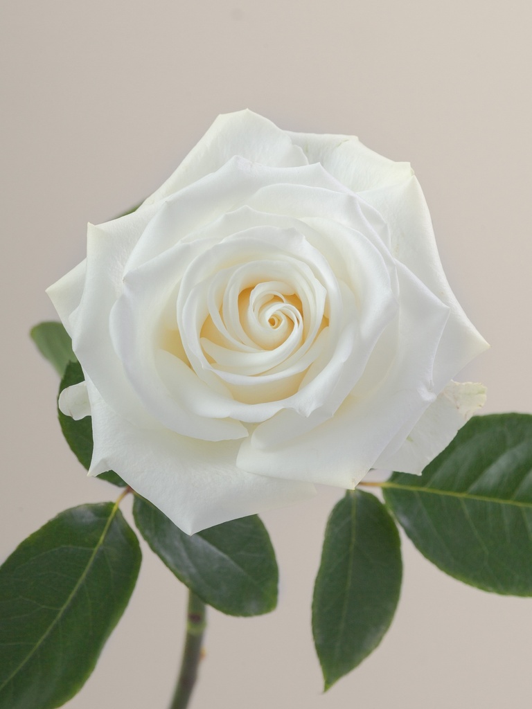 Roses 50cm White Tibet