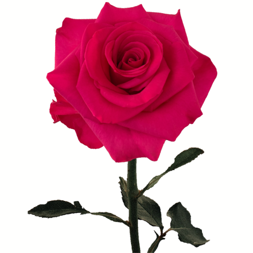 Roses 50cm Hot Pink V.I. Pink