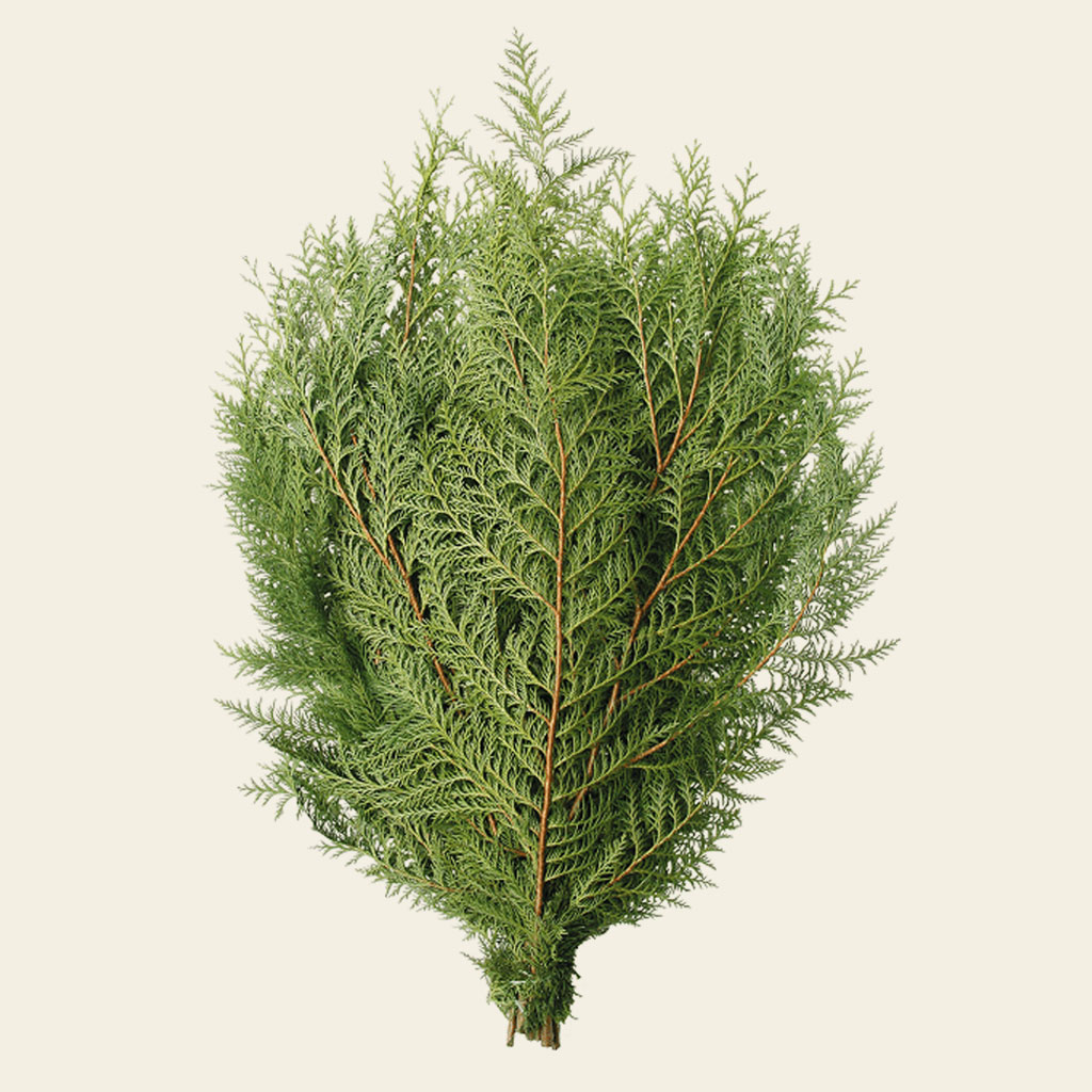 Greenery Boughs Cedar