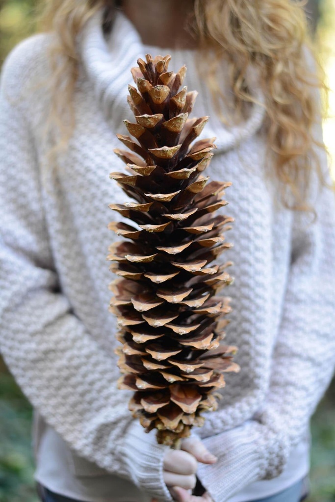 Greenery Pine Cones Sugar Large