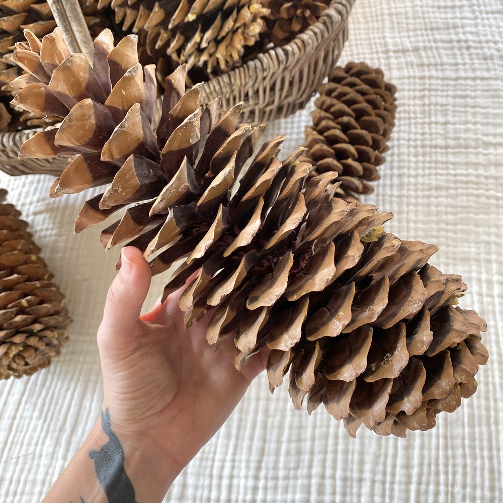 Greenery Pine Cones Sugar Medium