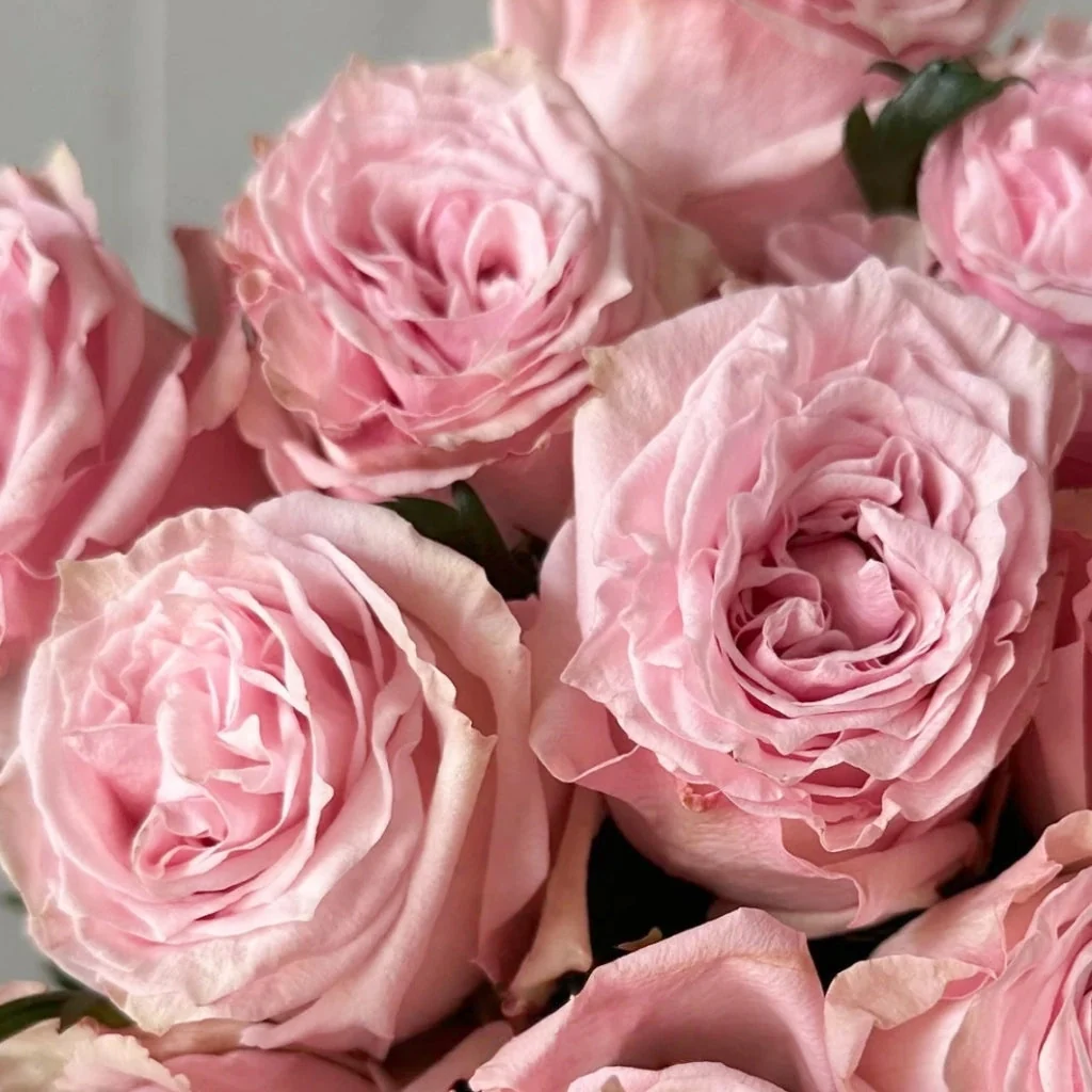  Roses 60cm Pink Bimba 