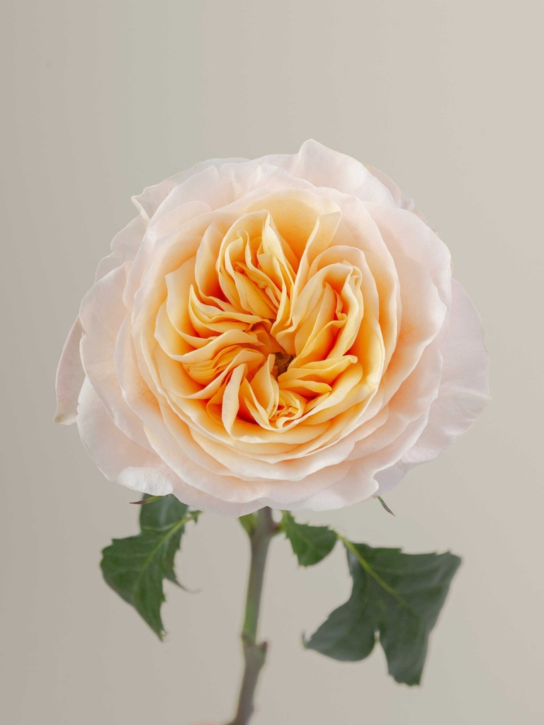  Roses Premium Orange Kings Cross