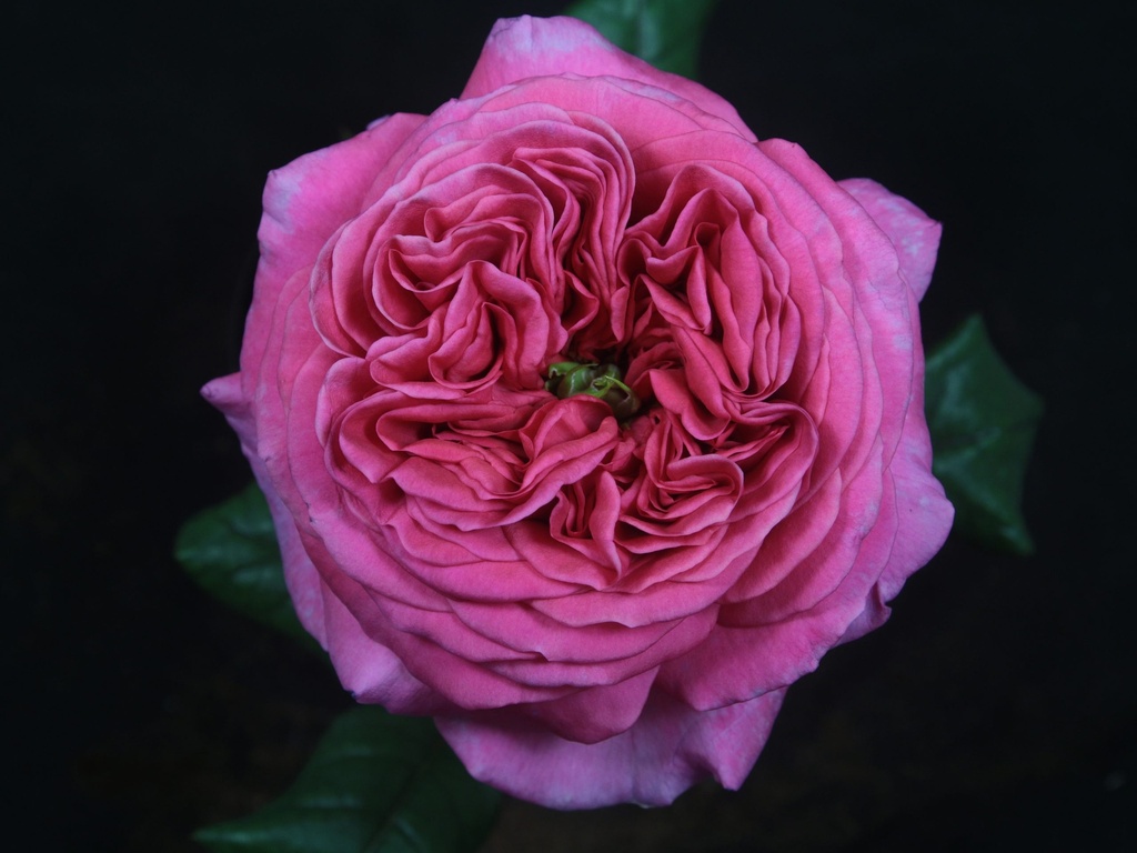  Roses Premium London Bell