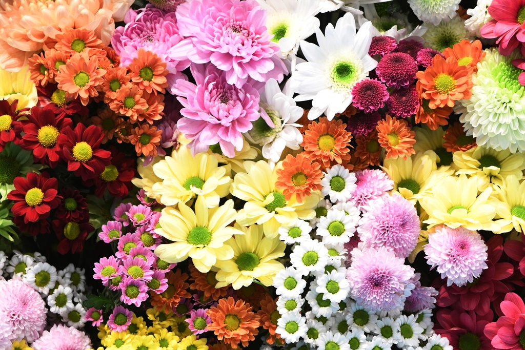 Chrysanthemum Spraymum Assorted