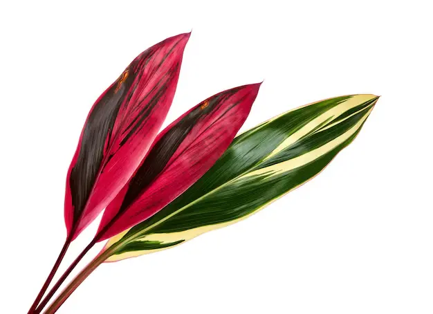 Cordyline Terminalis Leaves 