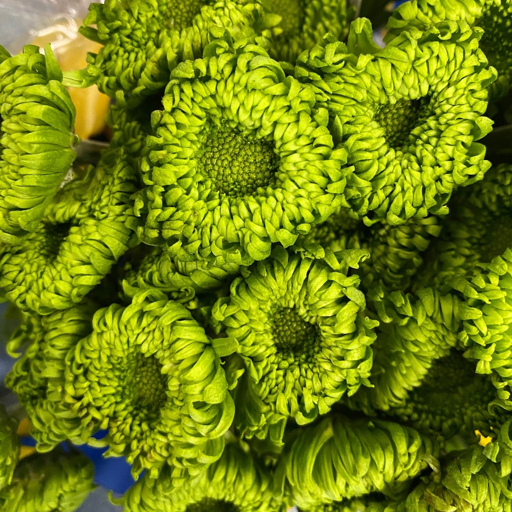 Chrysanthemum Dutch Pompon Green Bombellini