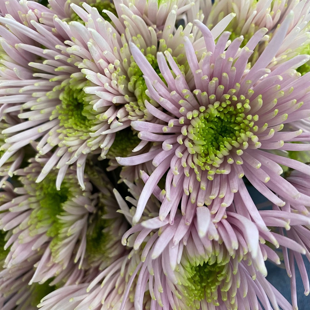 Chrysanthemum Dutch Pompon Bicolor Pink Capriool