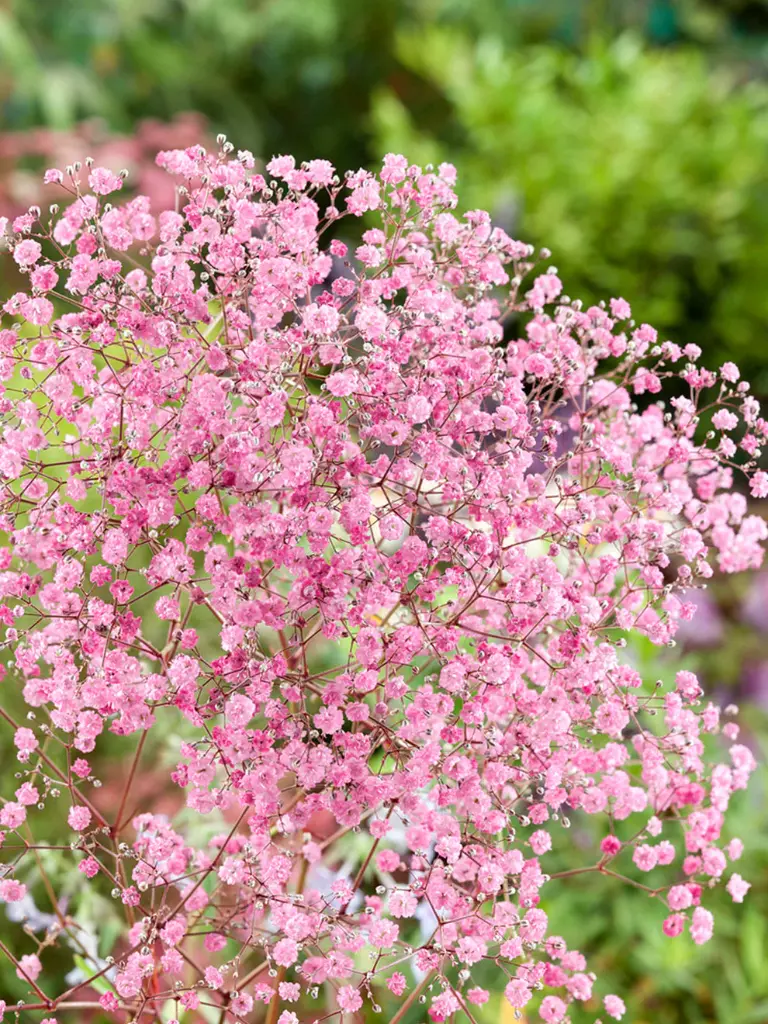 Gypsophila Pink